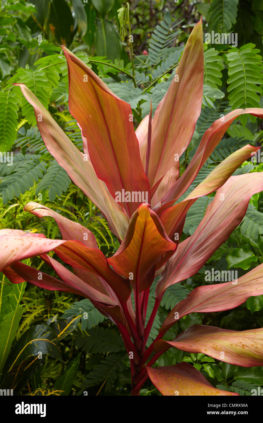 Tropical plant in garden of Crusoe's Retreat, Coral Coast, Viti Levu, Fiji, South Pacific Stock Photo