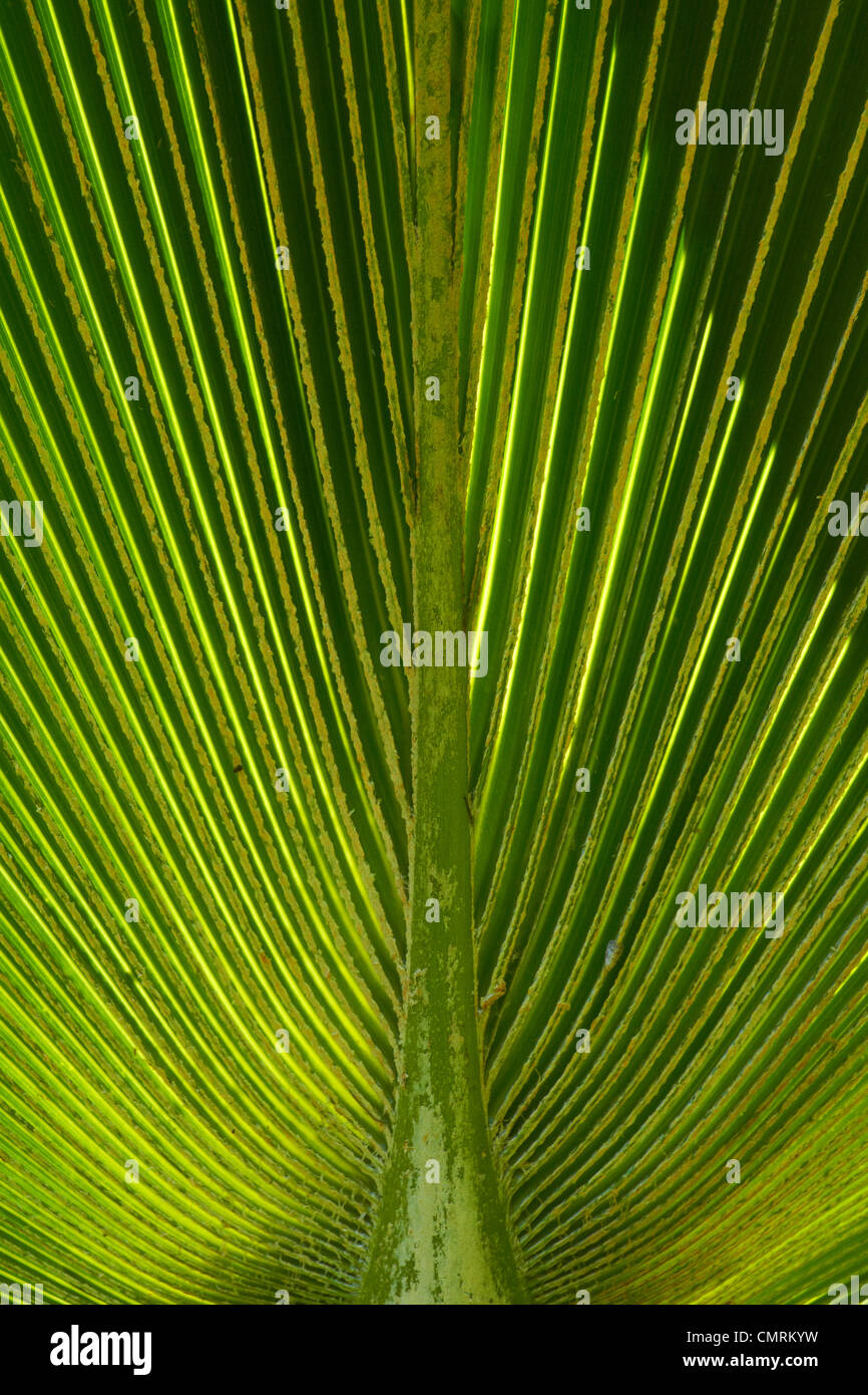 Palm frond, Nadi, Viti Levu, Fiji, South Pacific Stock Photo