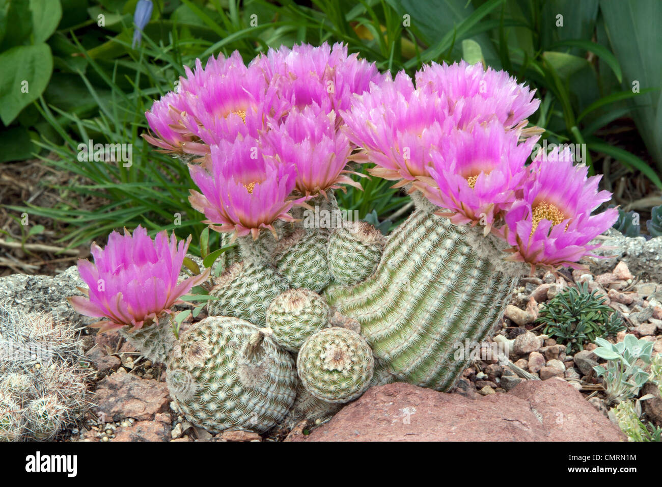 Lace Hedgehog Cactus in full bloom Stock Photo