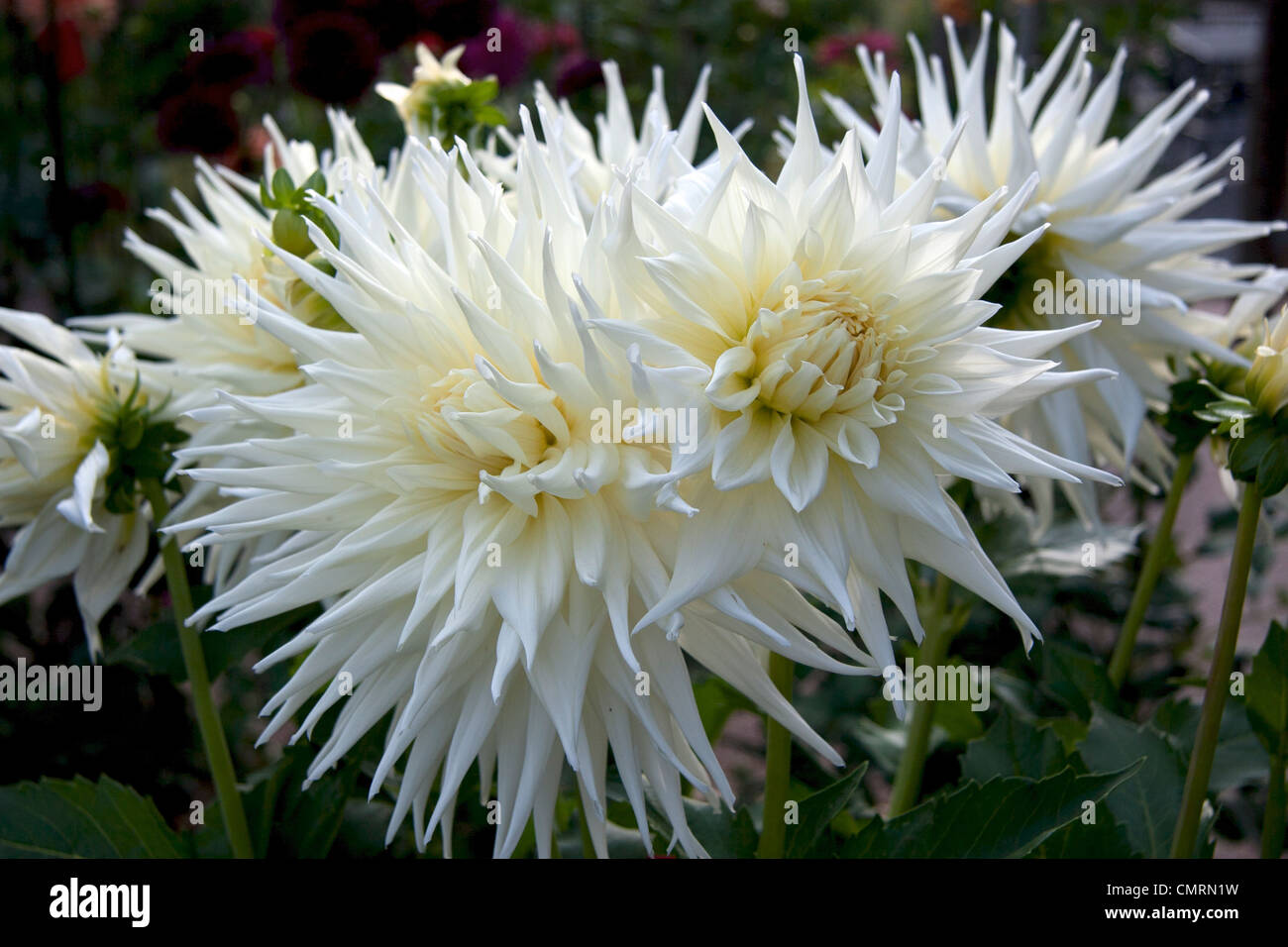 Large, white ten inch dahlia blossom Stock Photo