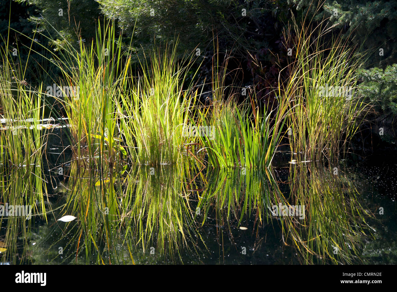 Prairie Cordgrass growing where it grows best in shallow water. Stock Photo