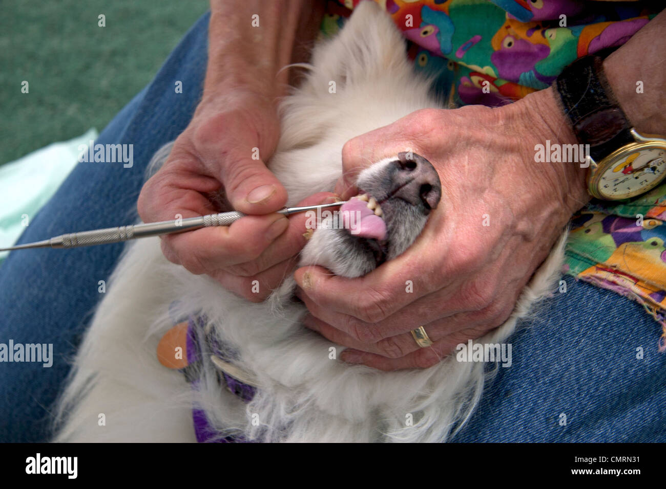 A veterinarian removing calculus from an American Eskimo dog's teeth. Stock Photo