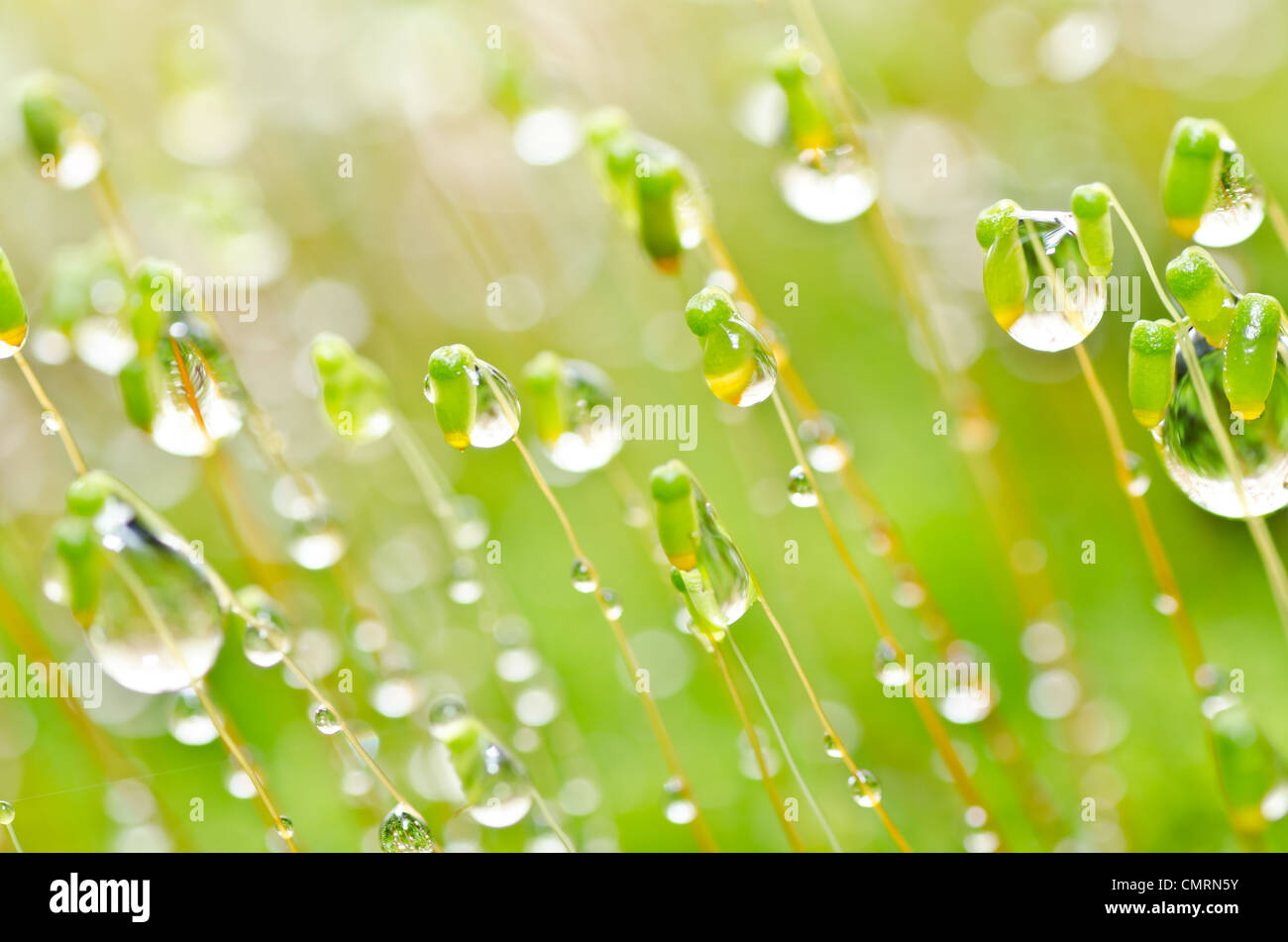 fresh moss and water drops macro in green nature or in forest Stock ...