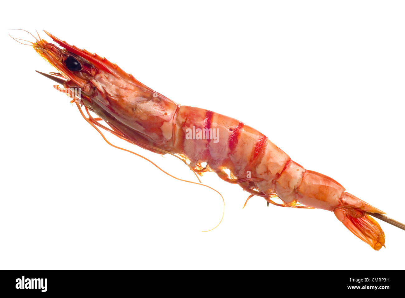 Grilled tiger prawn on a skewer isolated on white background Stock Photo