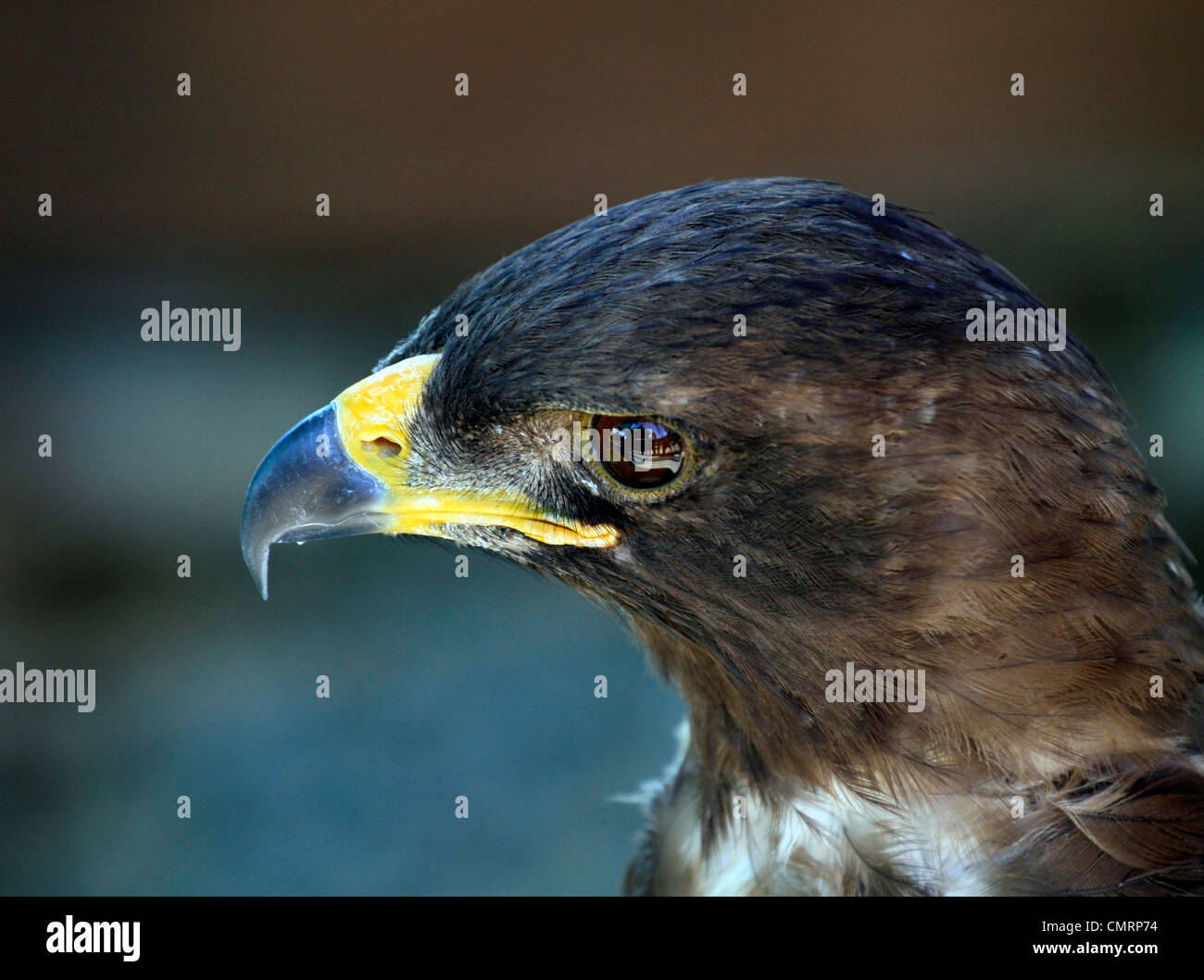 Wahlberg's Eagle (Aquila wahlbergi) at Eagle Encounter at Spier Wine Estate. Stock Photo