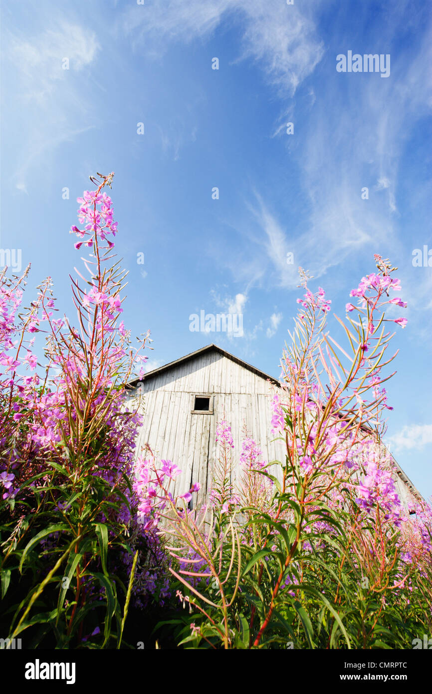 Old Barn and Fireweed, SainteFrancoise, BasSaintLaurent Region