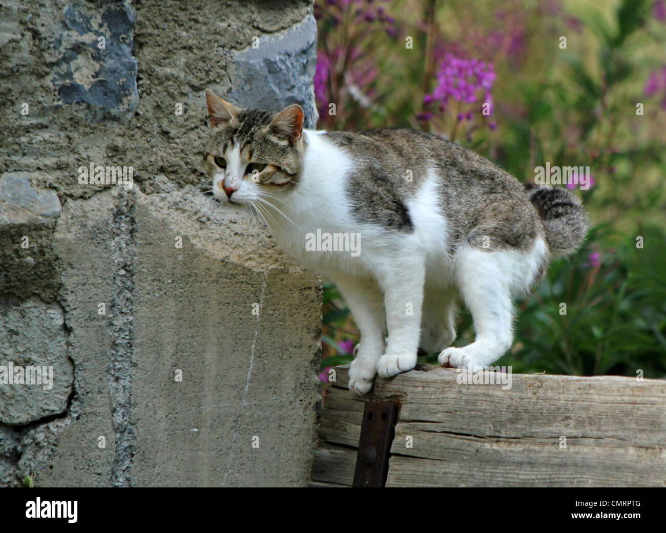 Wild white and grey cat standing on a piece of wood next to a wall and ready to jump Stock Photo