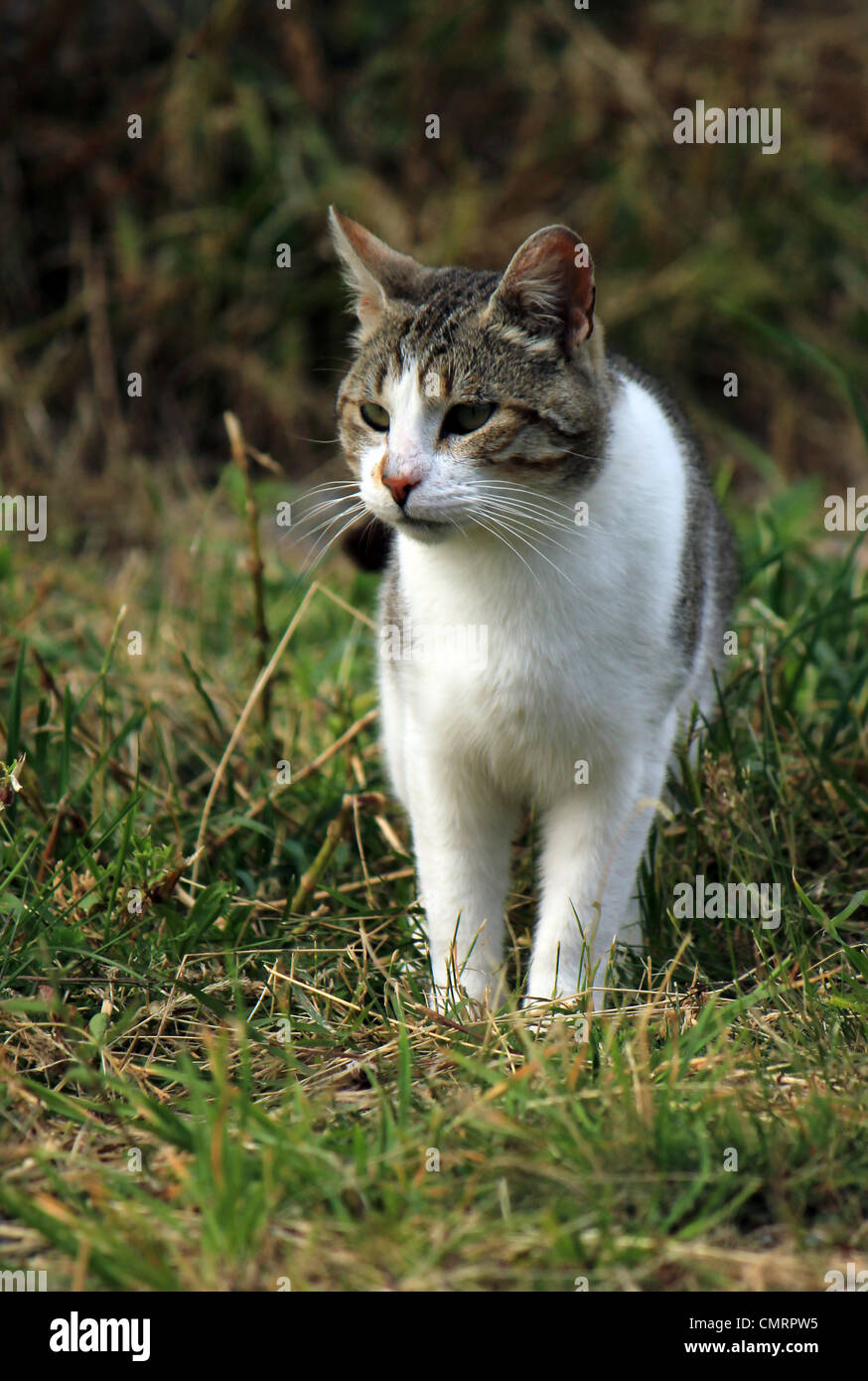 Wild white and grey cat walking among nature grass Stock Photo - Alamy