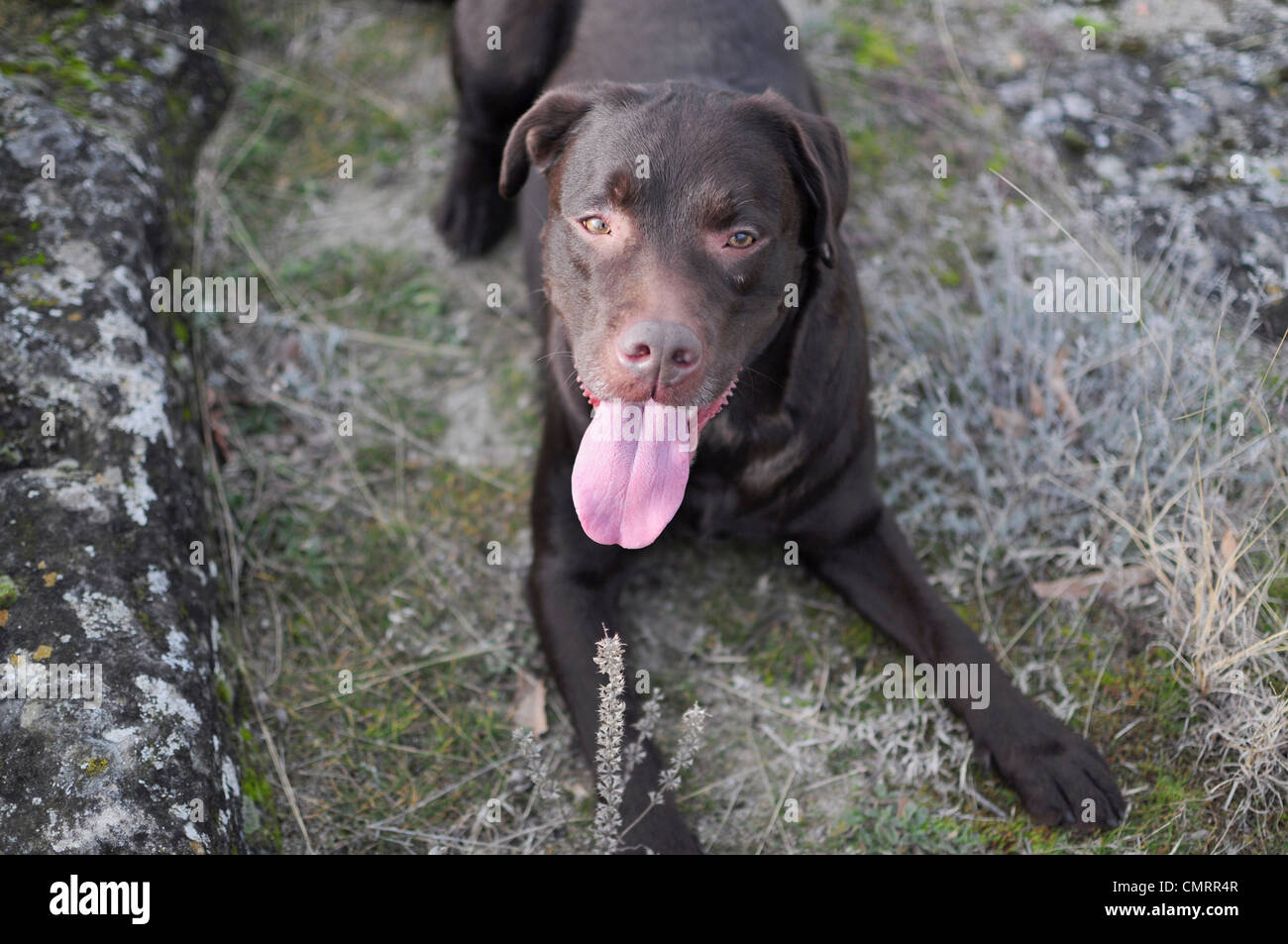 Beautiful brown labrador dog Stock Photo