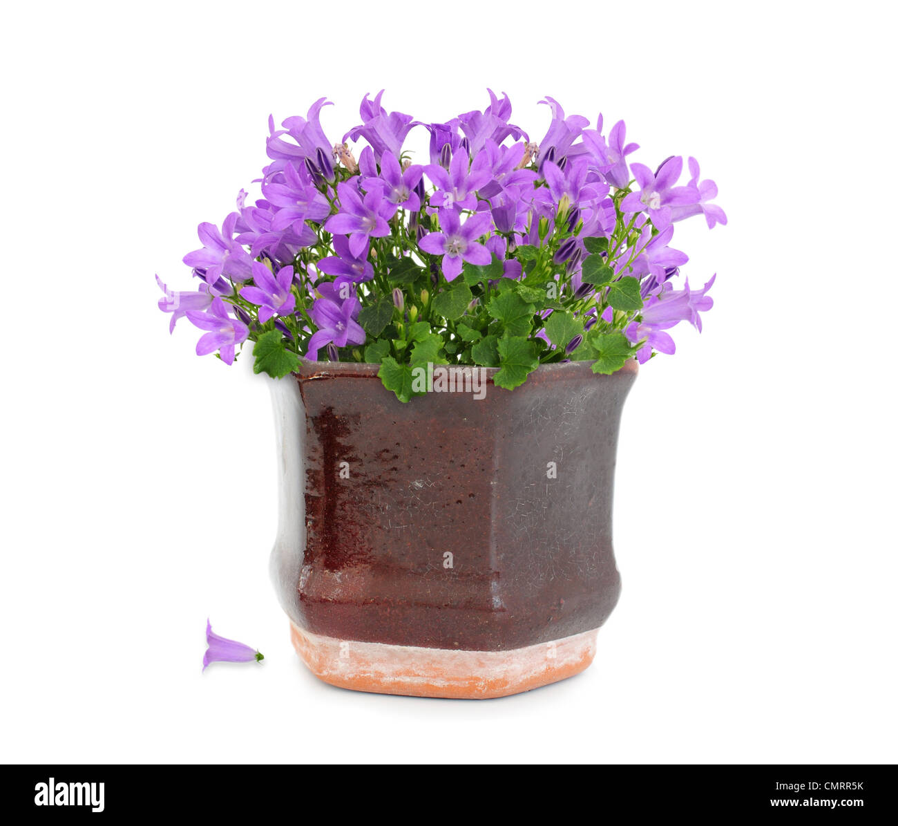 Purple campanula flower in brown vintage pot Stock Photo