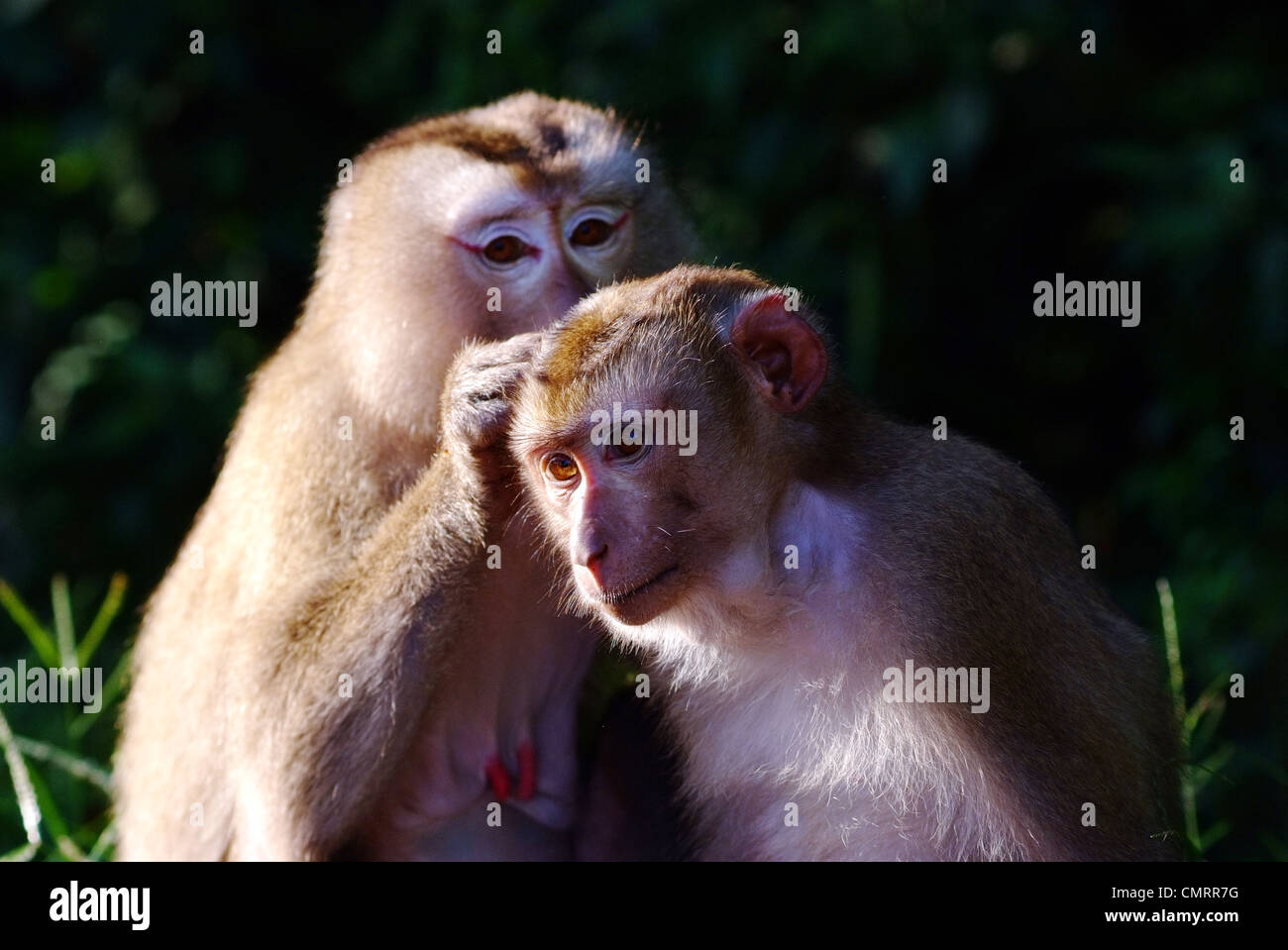 Monkeys help each other getting rid of fleas Stock Photo - Alamy