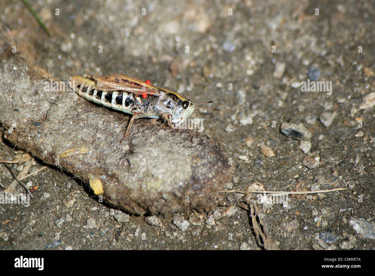 Beautiful huge and colorful grasshopper on the ground Stock Photo