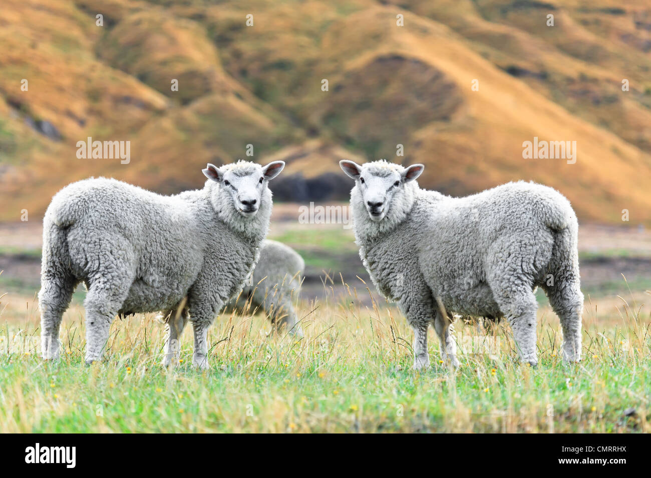 Flock of sheeps on the meadow Stock Photo - Alamy