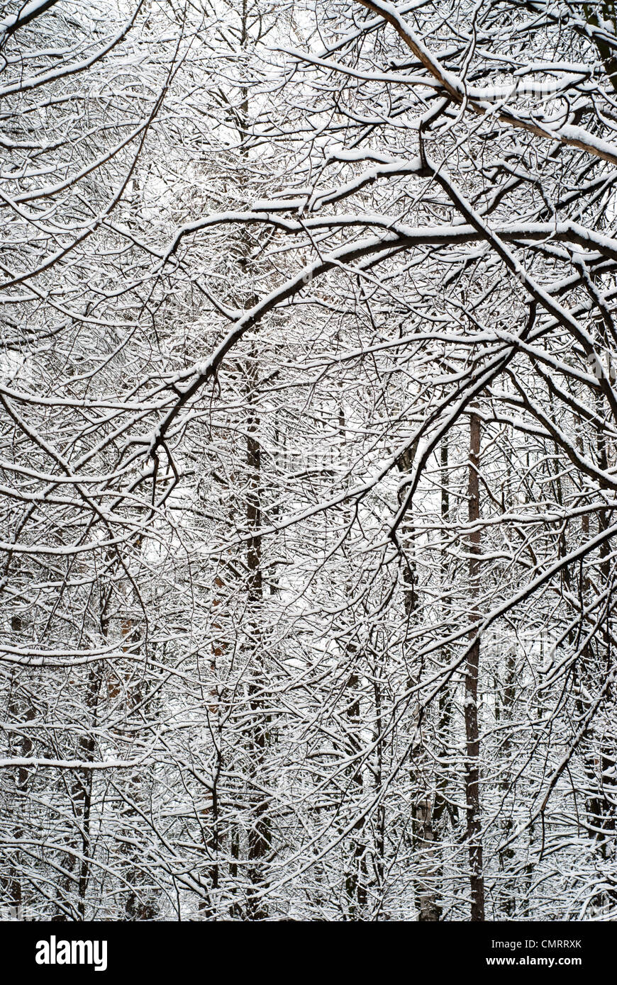 Tree branches covered by snow Stock Photo - Alamy