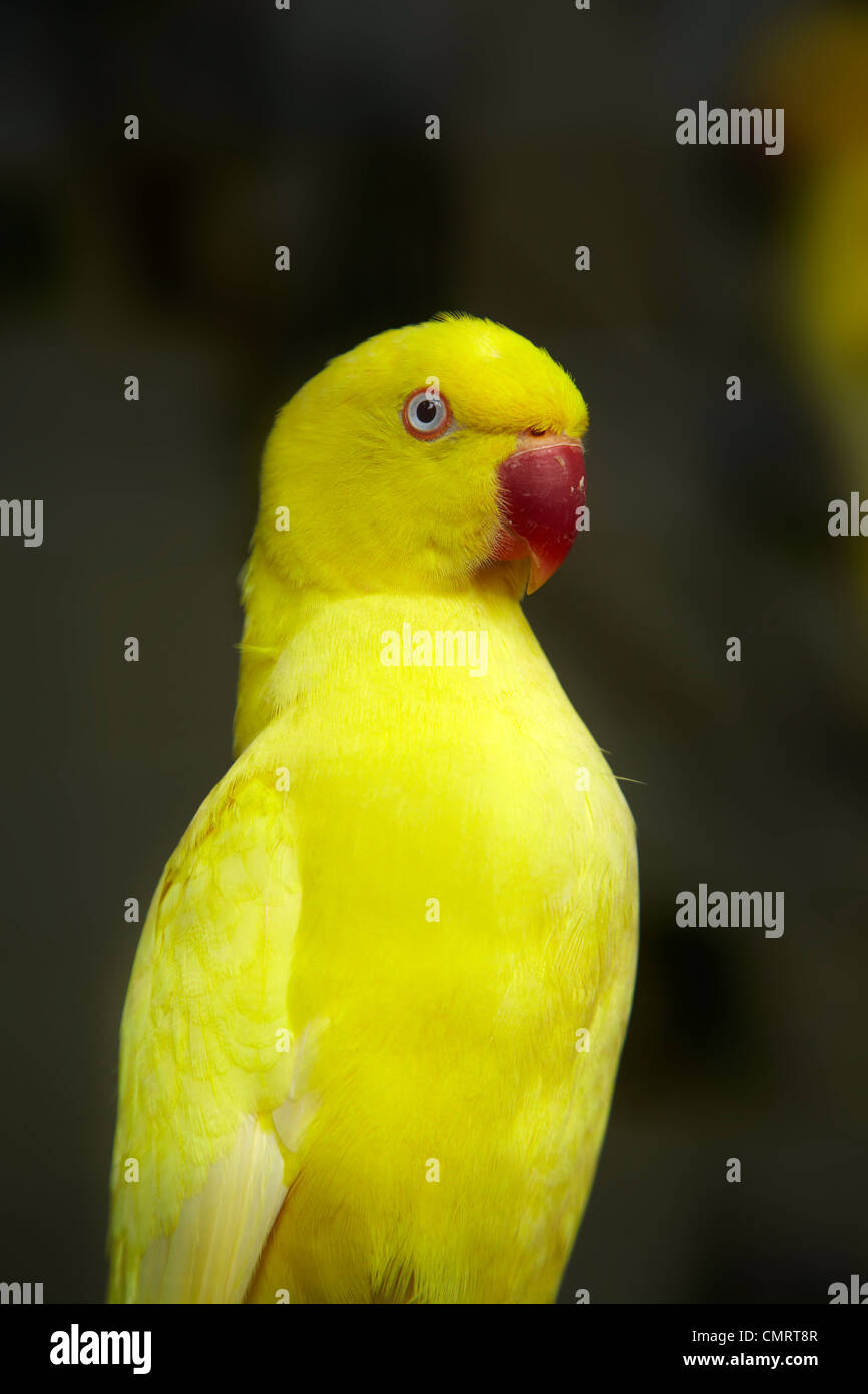 Yellow Parrot, Kula Eco Park, Coral Coast, Viti Levu, Fiji, South Pacific Stock Photo