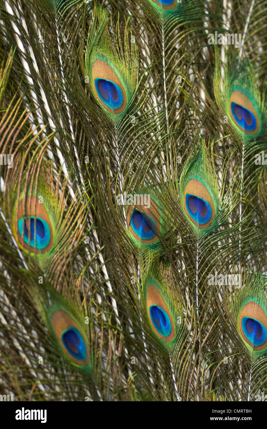 Peacock feathers, Kula Eco Park, Coral Coast, Viti Levu, Fiji, South ...