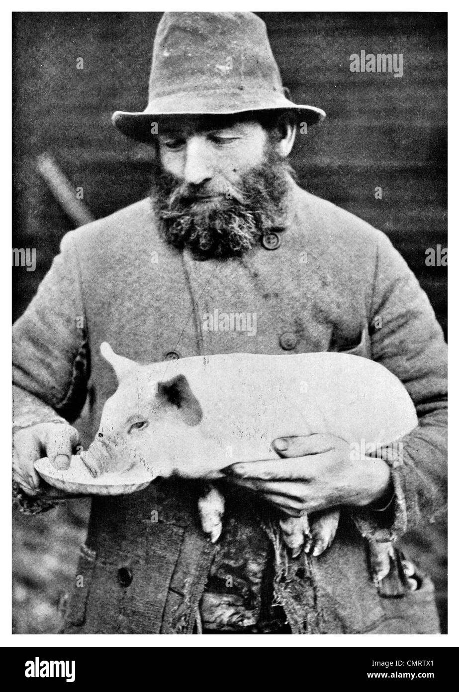 1918 Swine Pig Pure breed hand fed lard bacon pork farmer farm US Stock Photo