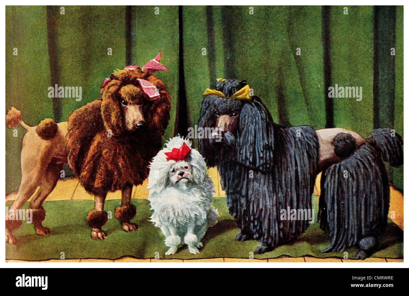 1919 Curly Toy Corded Poodle Dog Pet Stock Photo Alamy 1919-curly-toy-corded-poodle-dog-pet-stock-photo-alamy