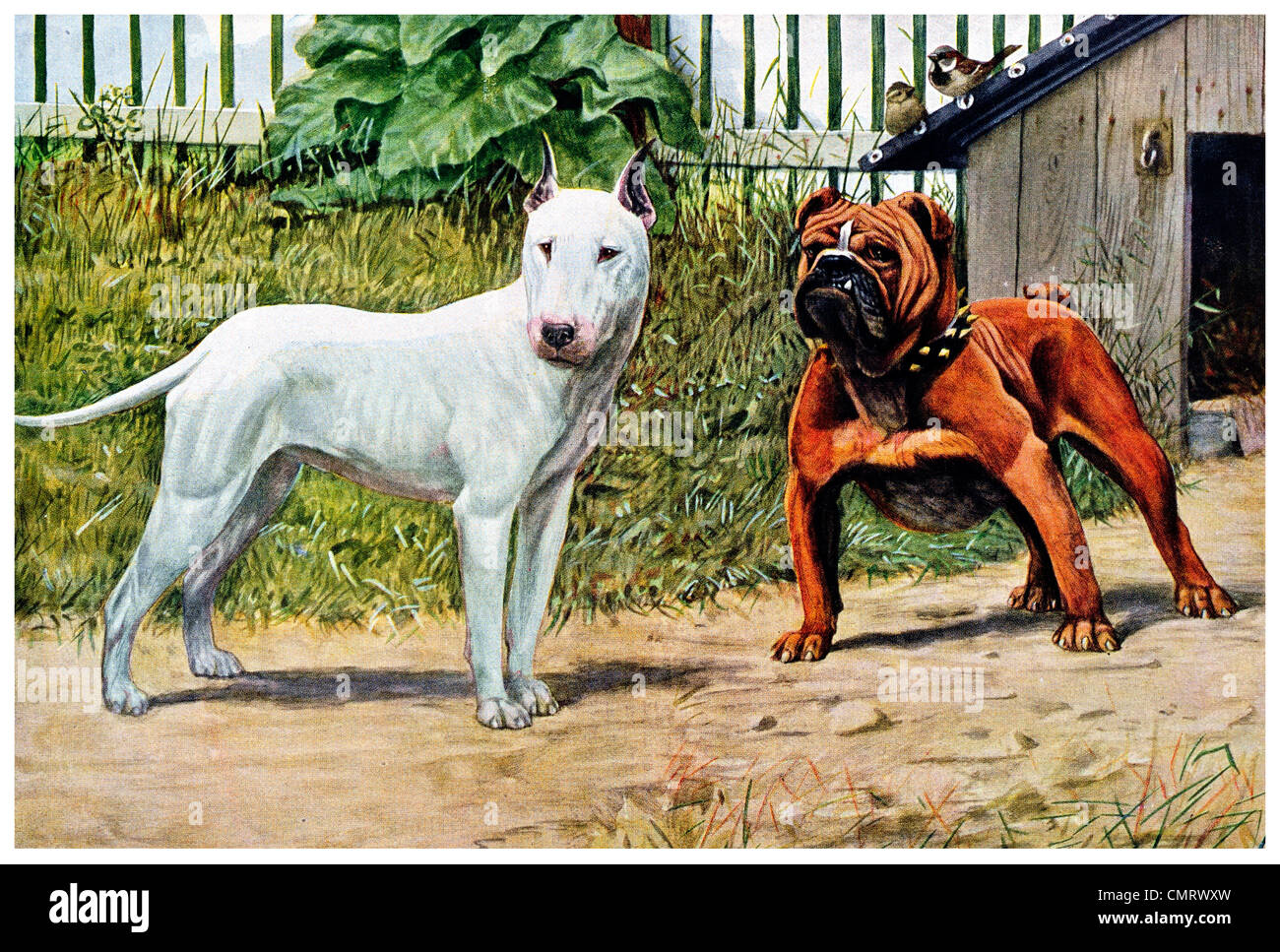 1919 Bull Terrier English Bulldog Dog Pet Stock Photo Alamy