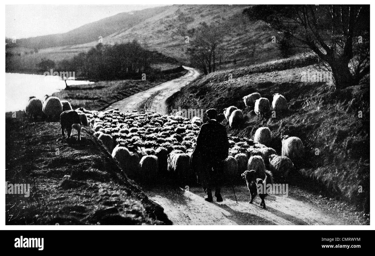 1919 Sheep dog Scotch Collie Scotland Stock Photo