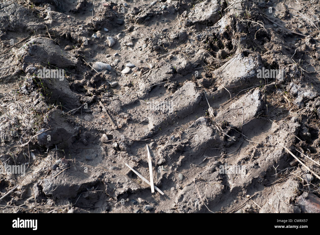Tractor tyre (tire) marks in mud Stock Photo Alamy
