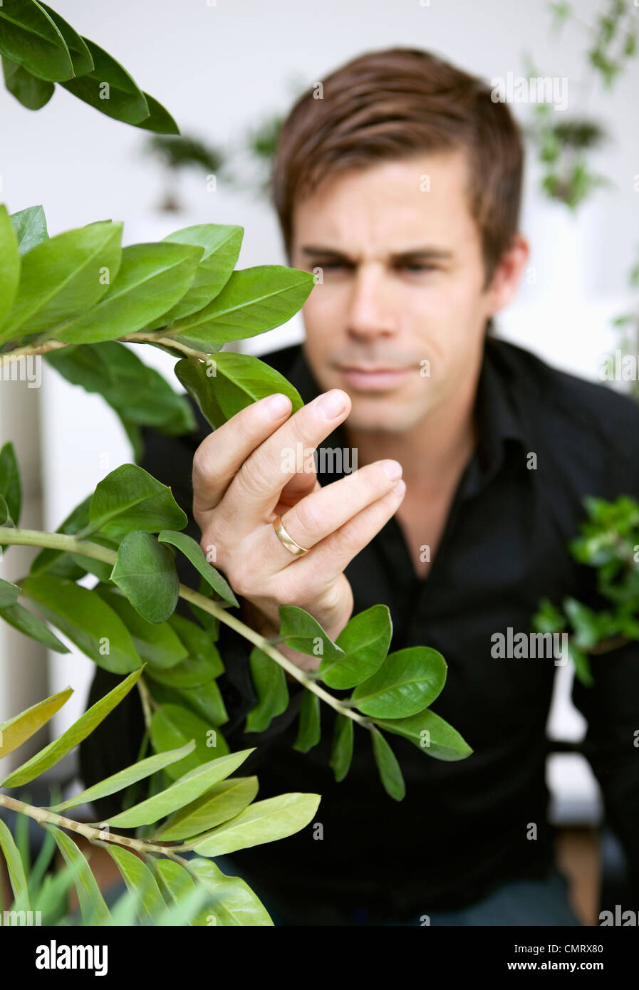 Man looking at his plant Stock Photo Alamy