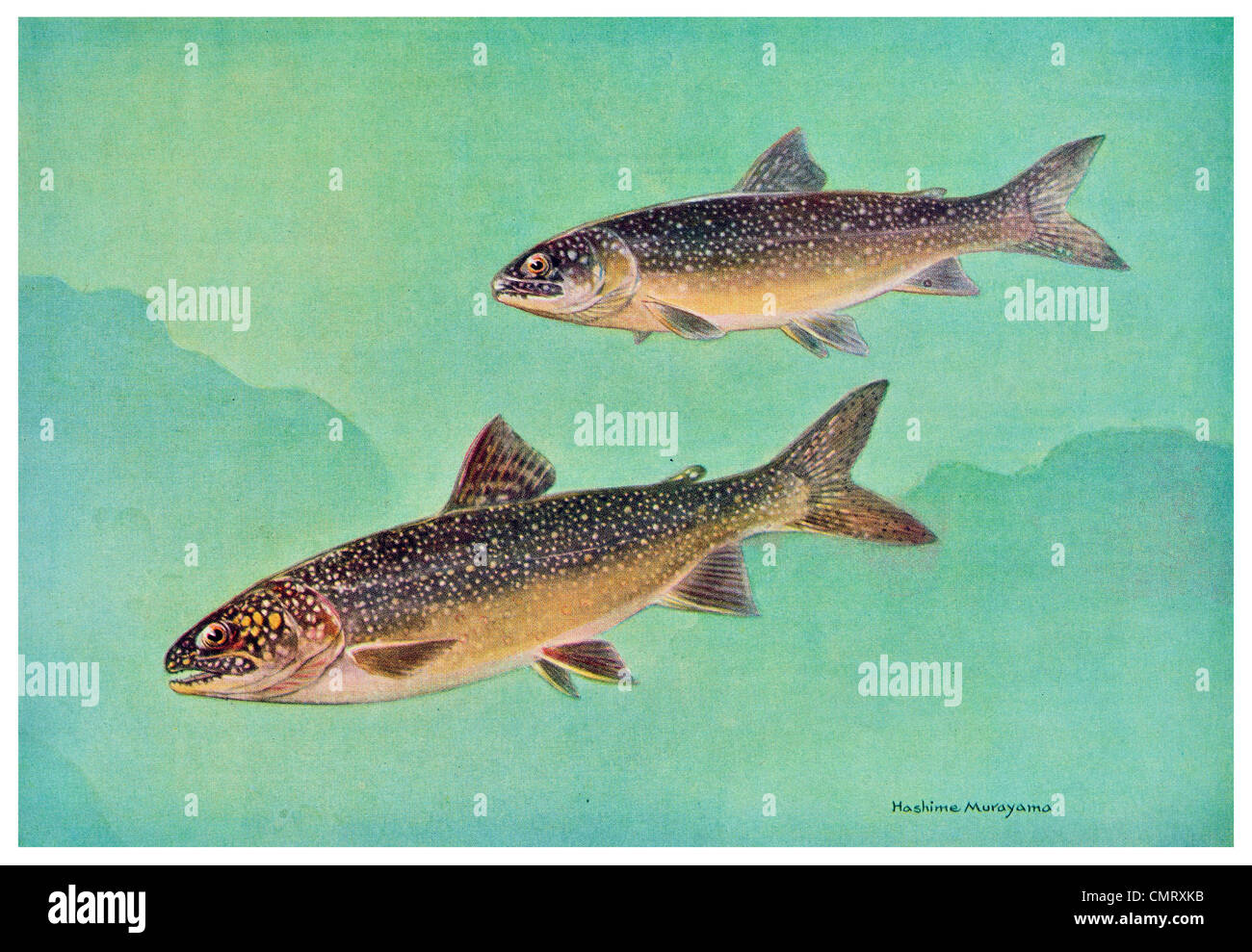 Lake trout salvelinus namaycush hi-res stock photography and images - Alamy