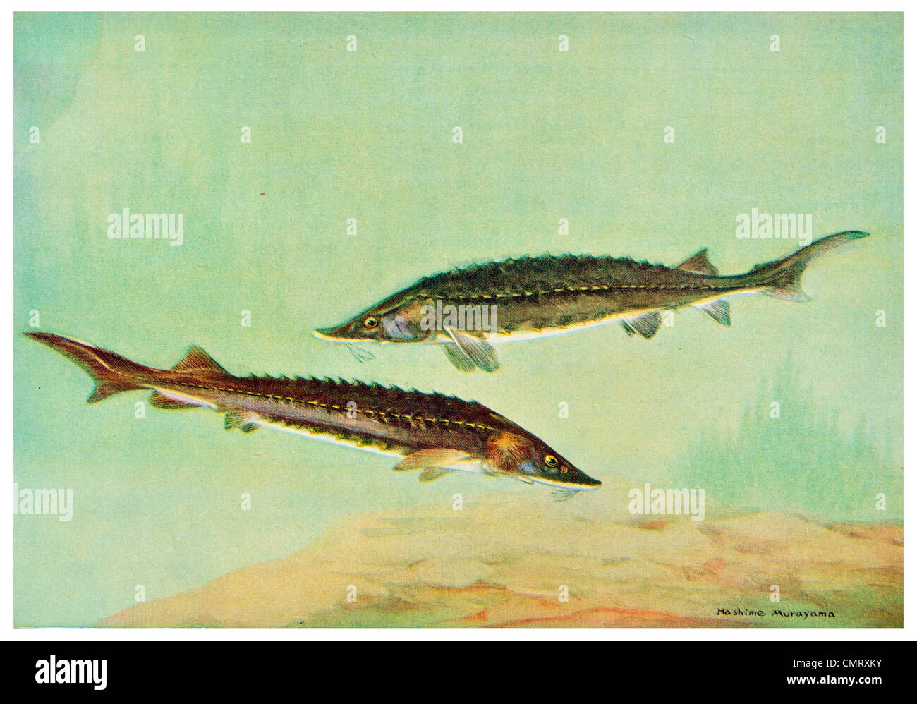 1923 Lake Sturgeon Acipenser fulvescens Stock Photo Alamy