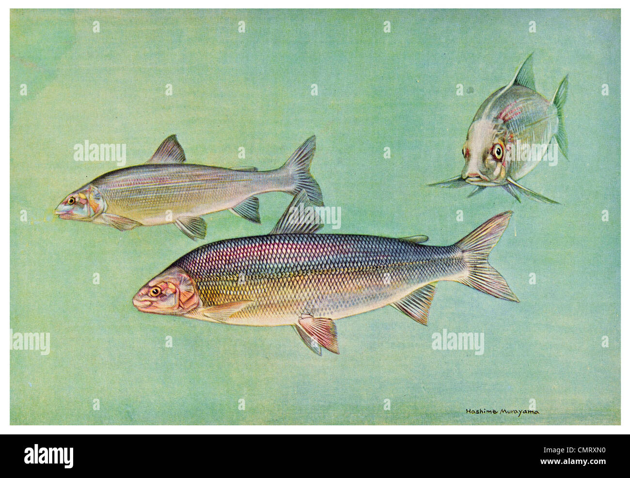 1923 Common Whitefish Coregonus clupeiformis Stock Photo