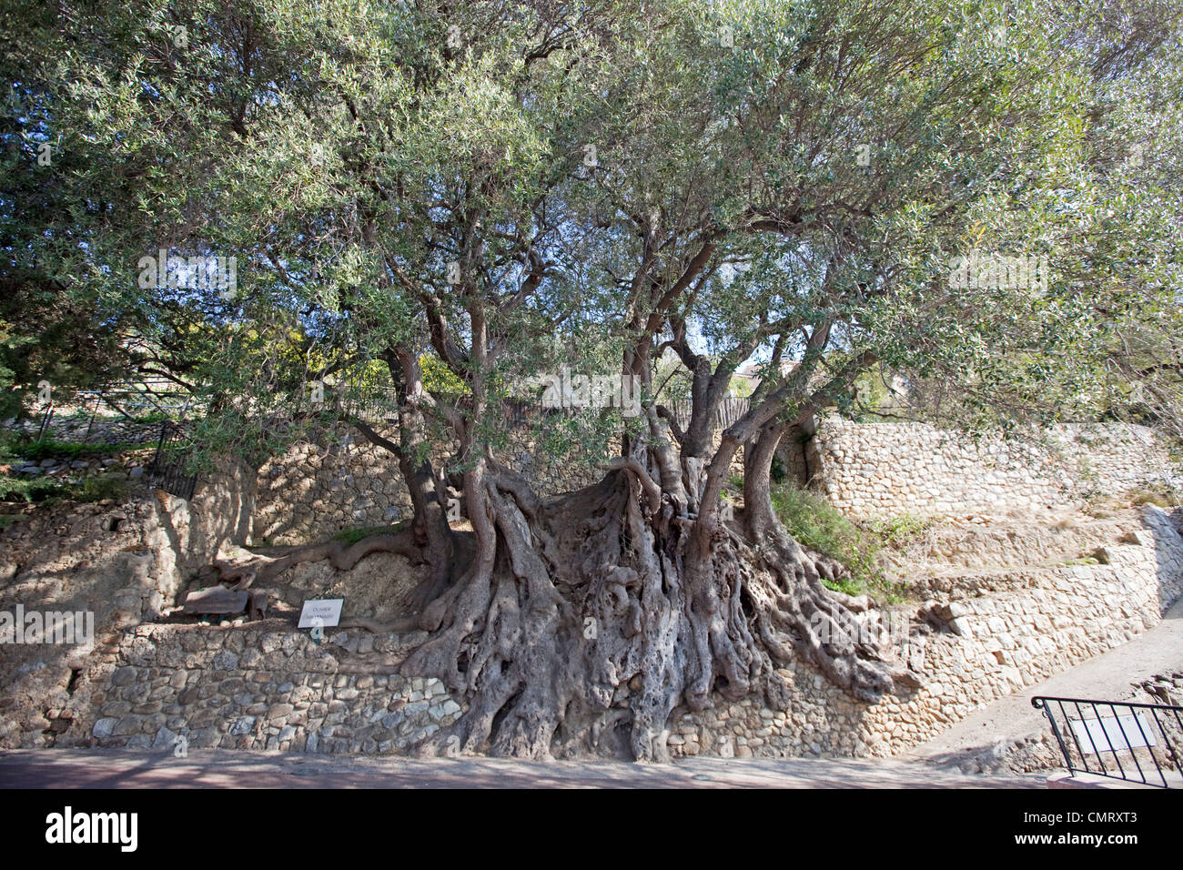 Oldest Olive tree Olea europaea along Chemin de Menton in Roquebrune