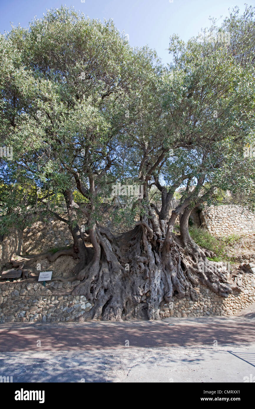 Olive tree Olea europaea along Chemin de Menton in Roquebrune France 1962 years old! 125044 Old Olive Tree Stock Photo