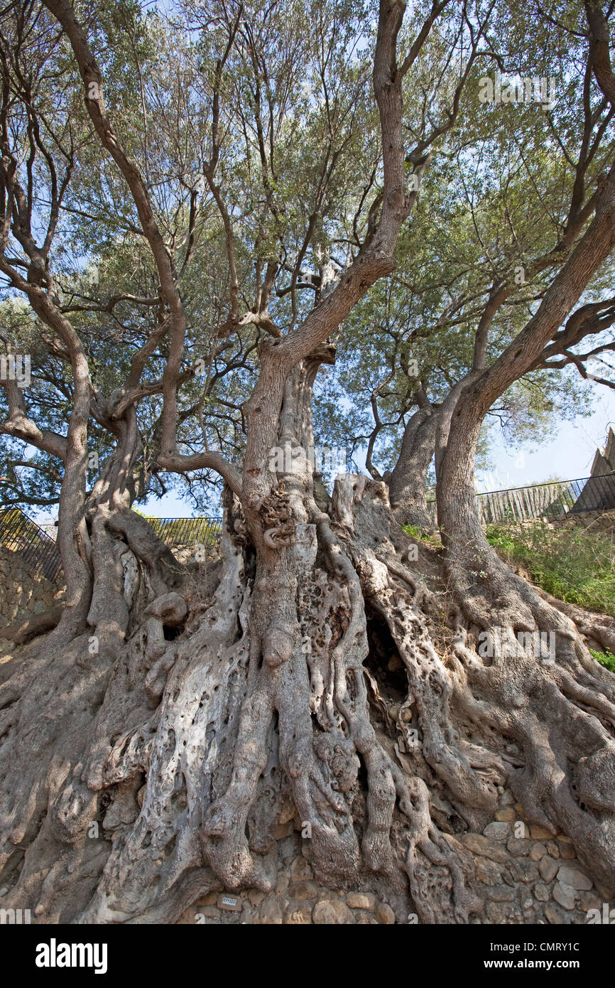 Olive tree Olea europaea along Chemin de Menton in Roquebrune France 1962 years old! 125047 Old Olive Tree Stock Photo