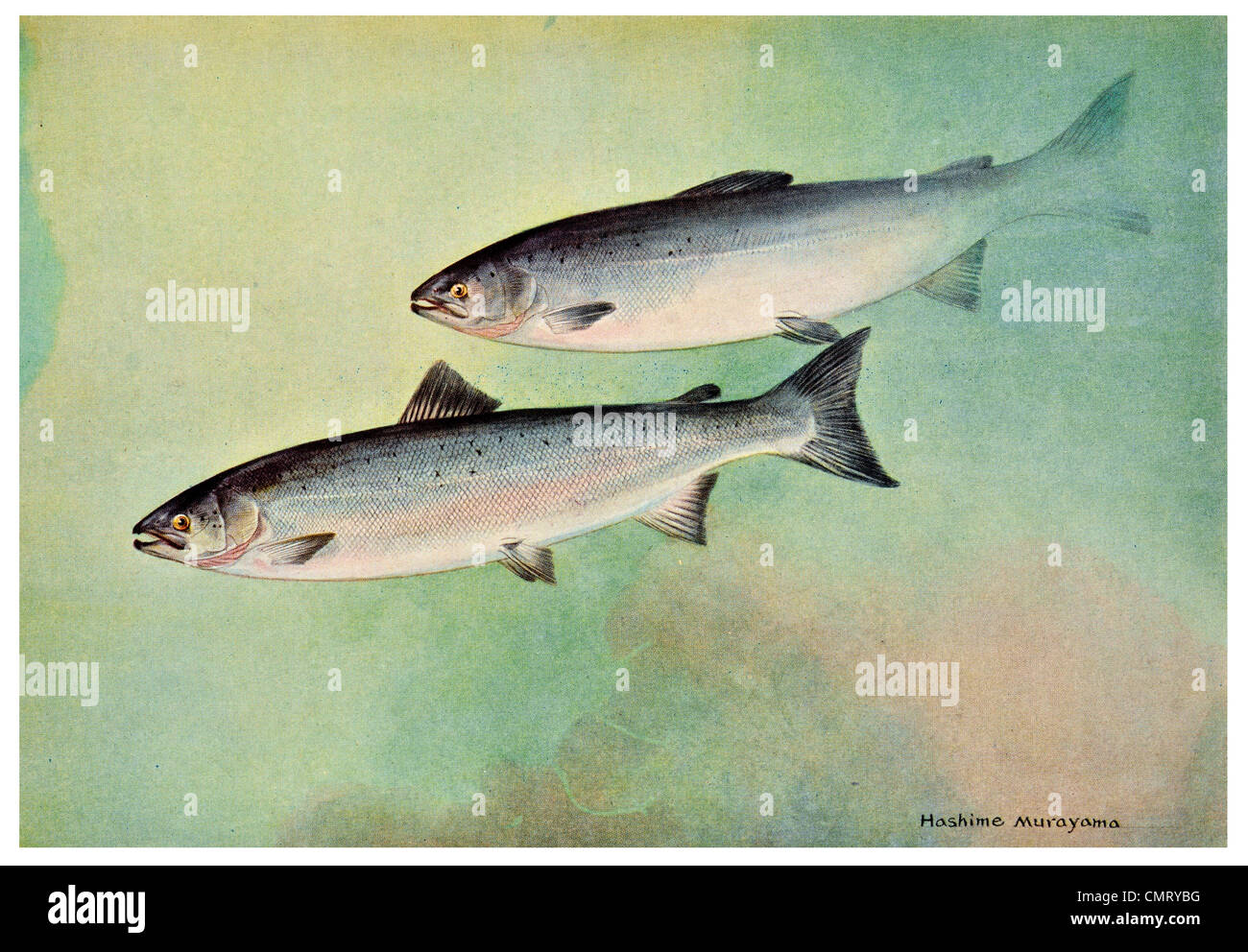1923 Atlantic Salmon Salmo salar Stock Photo