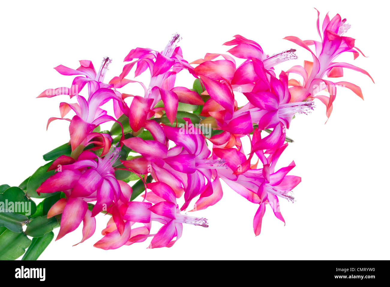 Blossoms pink exotic flower Peyote (nopal, torch thistle, cereus, cholla) bush. Isolated Stock Photo