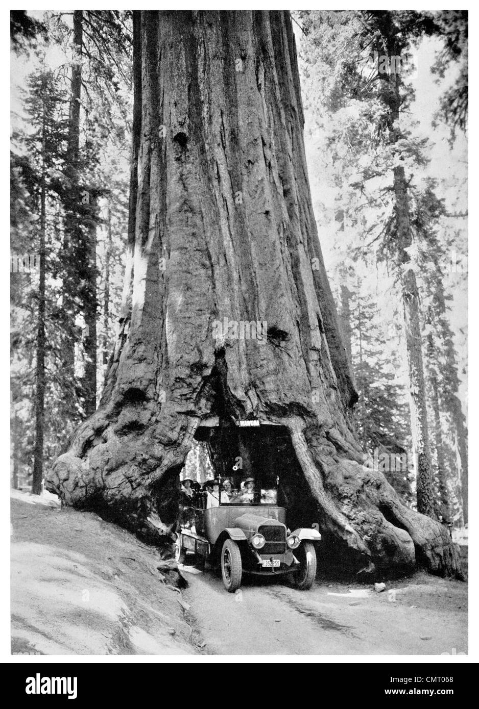 1923 driving through Wawona Tunnel Tree Mariposa 1923 driving through Wawona Tunnel Tree Mariposa Grove California Stock Photo