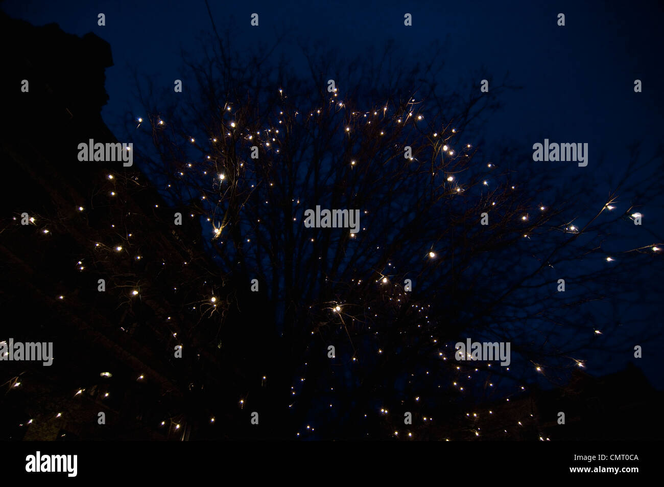 Illuminated Tree High Resolution Stock Photography and Images - Alamy