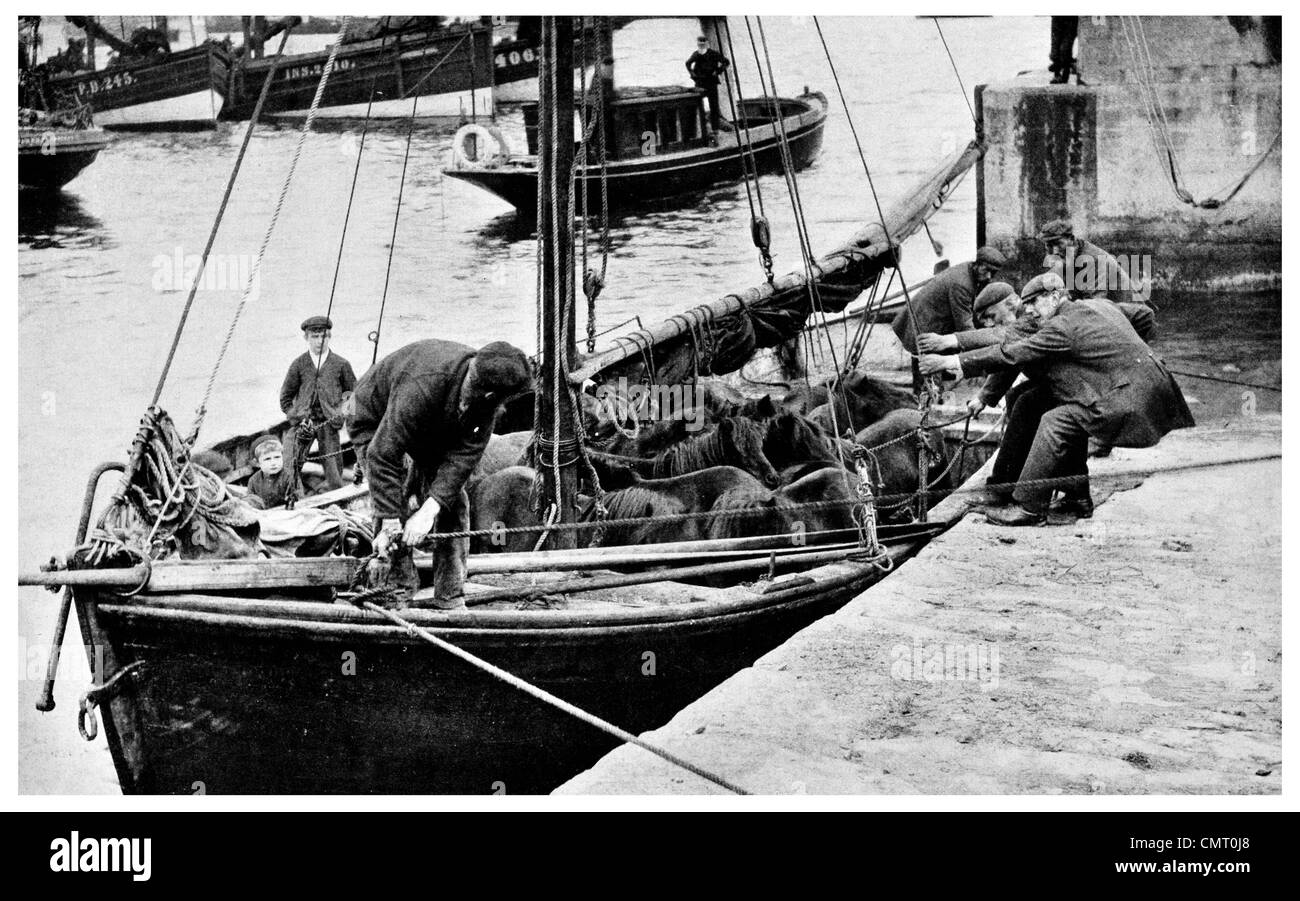 1923 Shipping ponies Shetland Island Stock Photo
