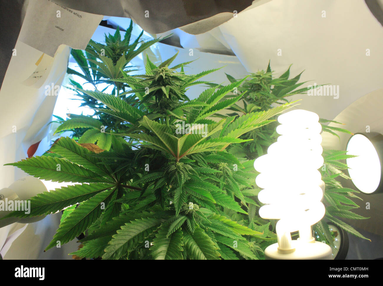 A cannabis plant being grown in a makeshift homemade grow tent consisting of sheets of paper and compact fluorescent lighting. Stock Photo