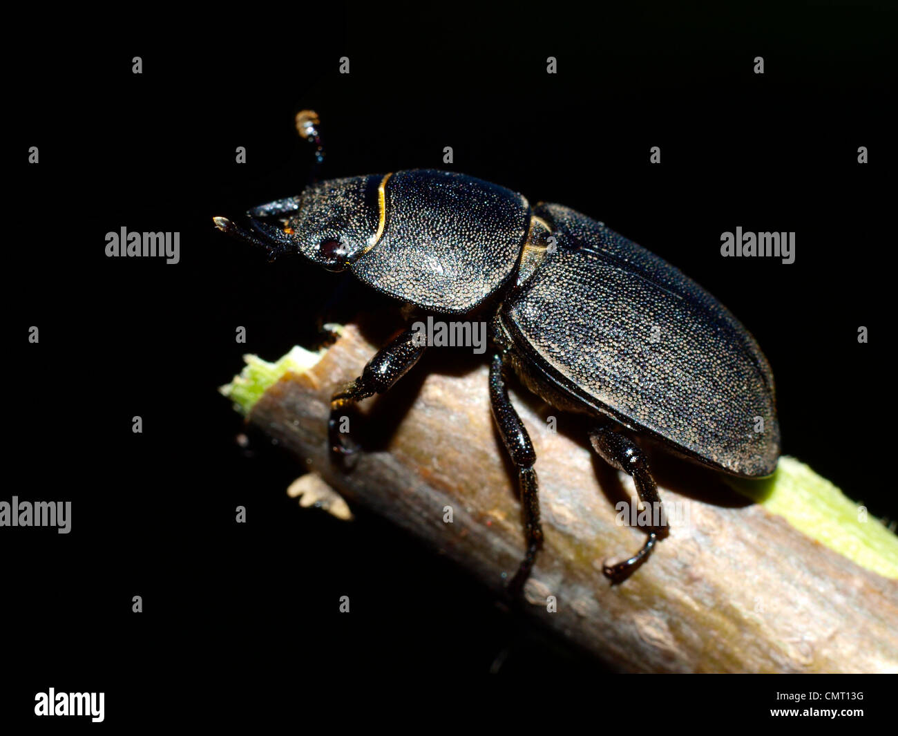 Lesser cockroach hi-res stock photography and images - Alamy