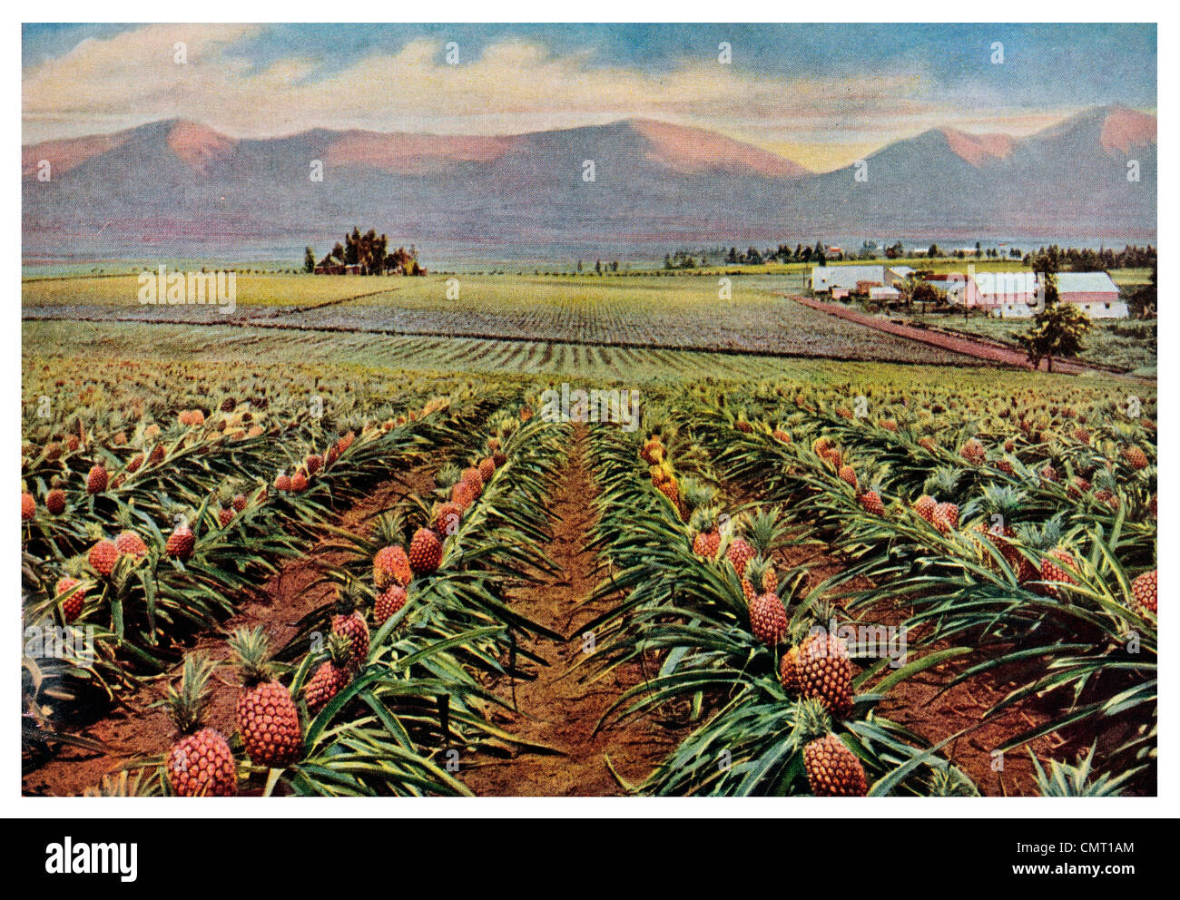 1924 Field of Pineapples Ananas comosus on the Island of Oahu  Hawaiian Island Stock Photo
