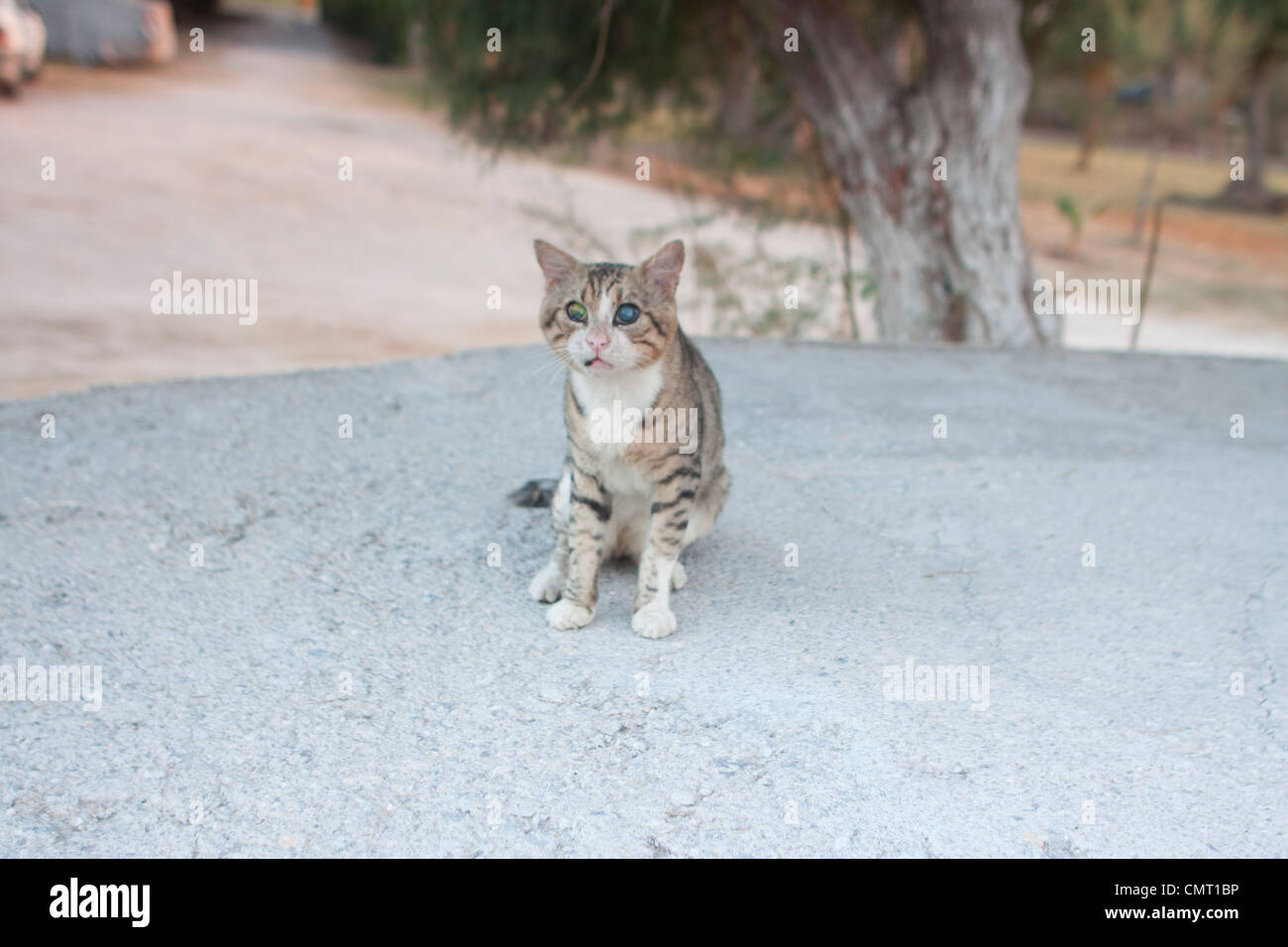 Feral cat of Greece Stock Photo