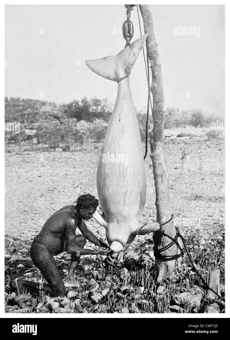 1924 Giant Dogong 12 feet Aboriginal Hunter Austalia Stock Photo - Alamy
