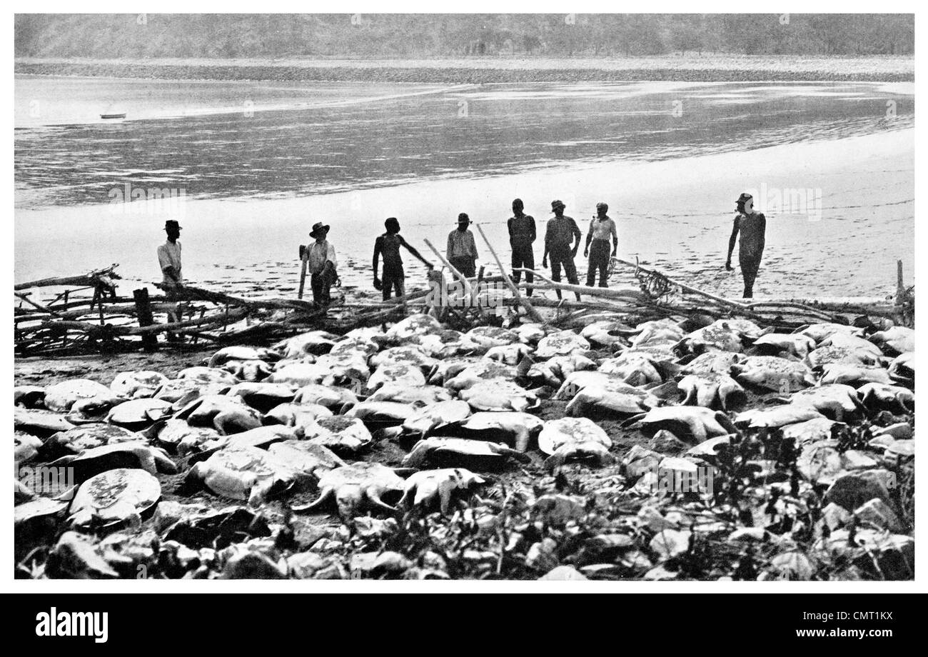1924 Record Turtle catch on Lacrosse Island in the Cambridge Gulf north coast of Western Australia Stock Photo