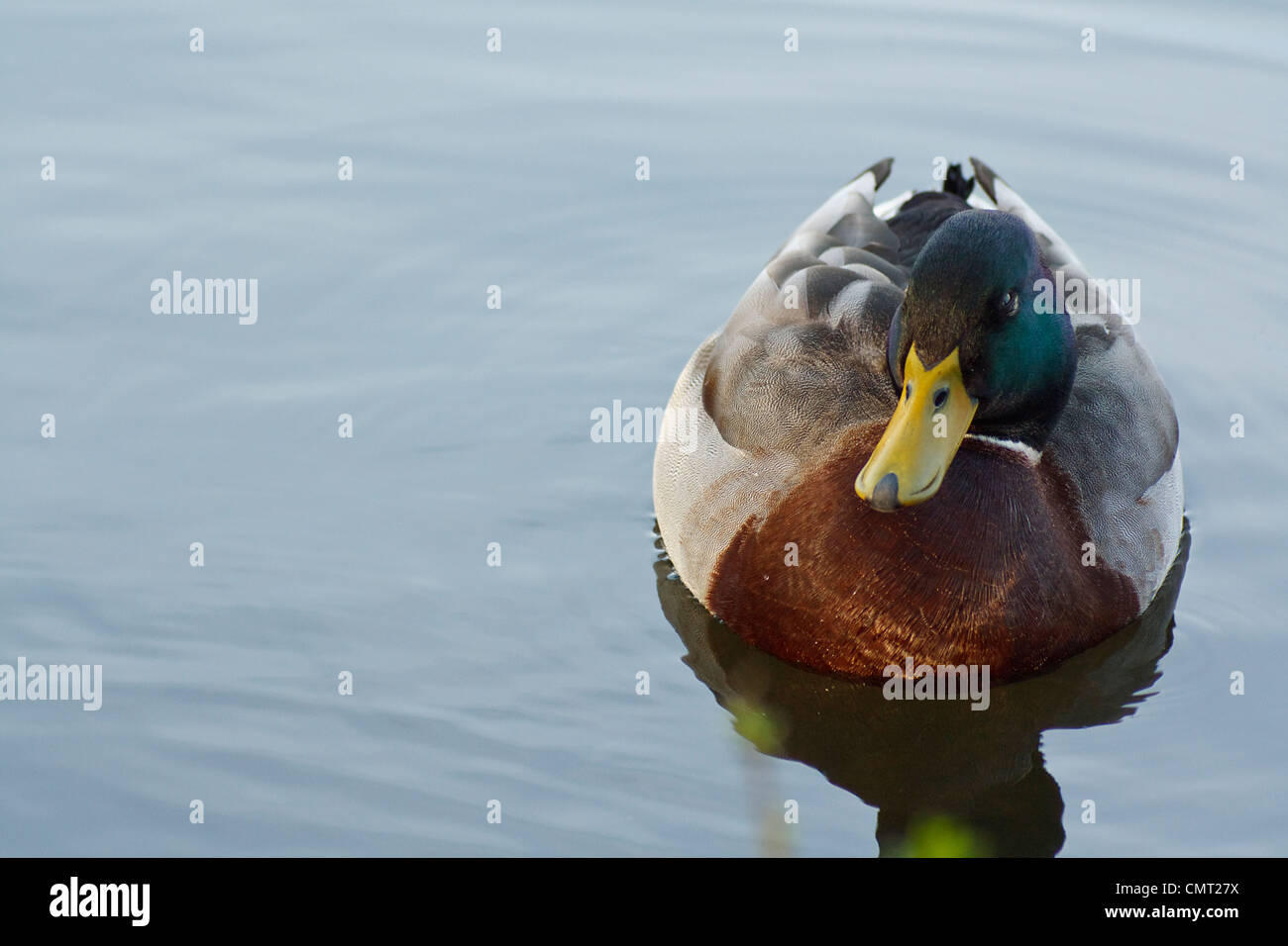 A drake mallard floating on a pond in a park with space at the side for text copy or type Stock Photo