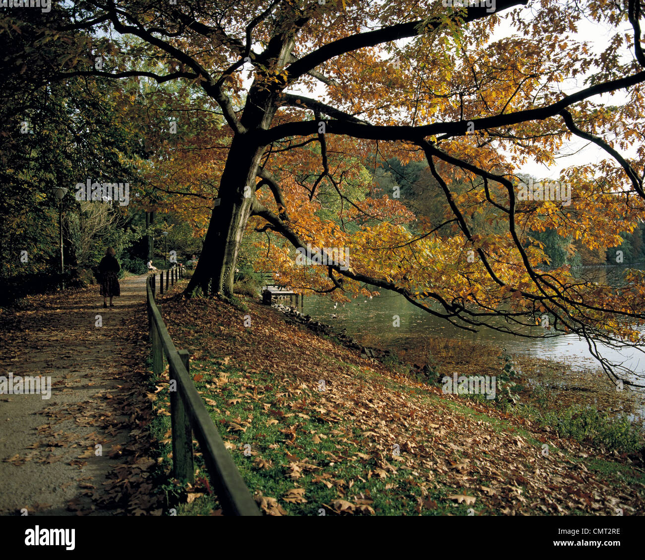 Botanischer Garten Rombergpark in Dortmund, Ruhrgebiet, Nordrhein