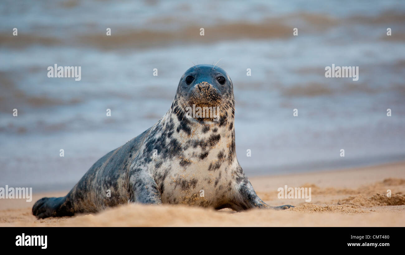 Colony of Grey Seals on the Norfolk Coast, East Anglia, UK Stock Photo