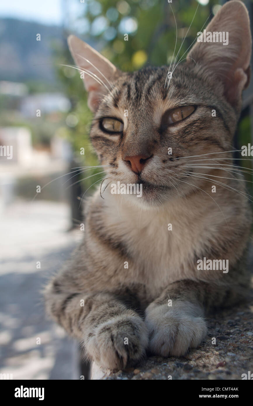 Feral cat in Kos, Greece. Stock Photo