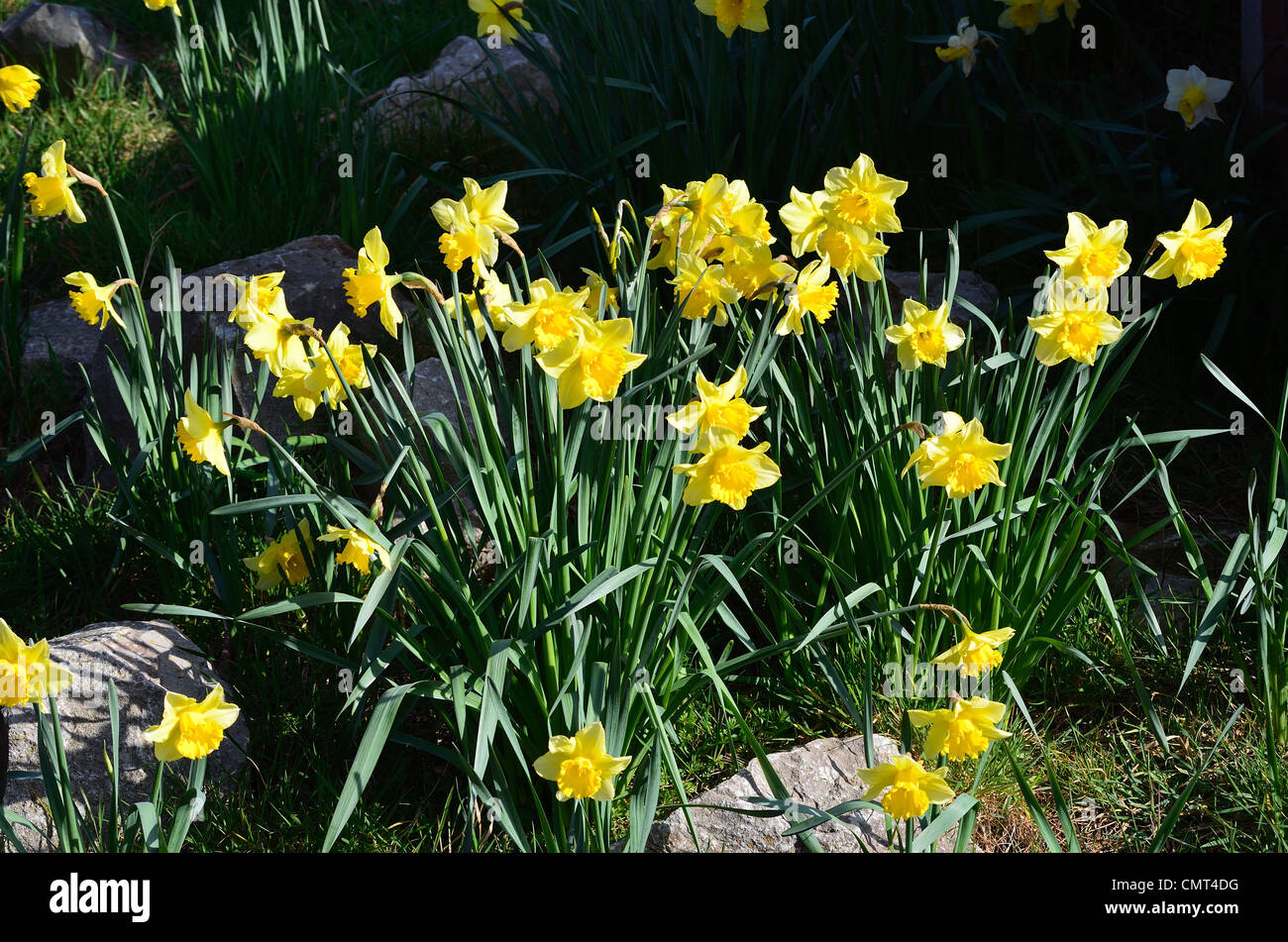 Bunch of daffodils uk hires stock photography and images Alamy