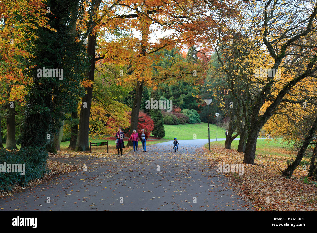 Botanischer Garten Rombergpark in Dortmund, Ruhrgebiet, Nordrhein
