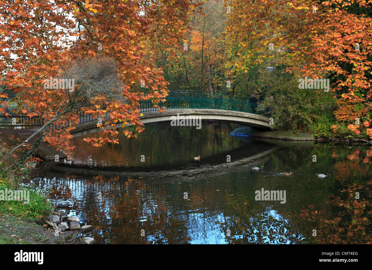 Botanischer Garten Rombergpark in Dortmund, Ruhrgebiet, Nordrhein